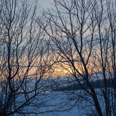 Branches of trees and a beautiful sunrise in the background.