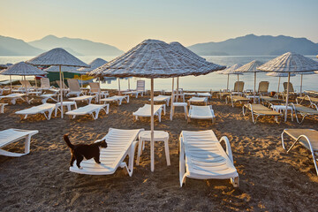 The cat lies on a sunbed.