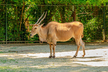 Common eland, Taurotragus oryx. A species of antelope of the bushland of South Africa. Close-up and...