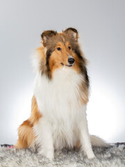 Rough Collie puppy dog portrait. Image taken in a studio with white background. Dog breed also known as lassie. - 475184780