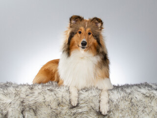 Rough Collie puppy dog portrait. Image taken in a studio with white background. Dog breed also known as lassie.