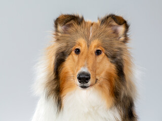 Rough Collie puppy dog portrait. Image taken in a studio with white background. Dog breed also known as lassie.