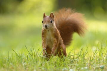 squirrel in the grass