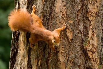 squirrel on tree
