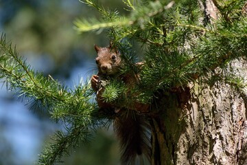 squirrel on tree