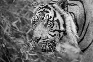 Sumatran Tiger in black and white
