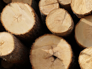 lumber, pine logs, end view close up