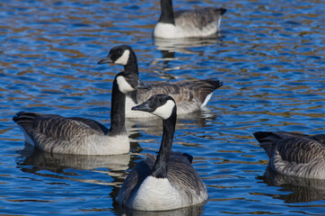 Canada Geese in the Water