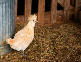 Crested Polverara Chicken in a barn