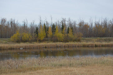 Obraz premium Pylypow Wetlands on a Cloudy Autumn Day