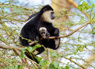 Black-and-white colobus or colobi - Colobus guereza, monkey native to Africa, related to red colobus monkey of Piliocolobus, long tail, female with young child cub on the tree in Kenya