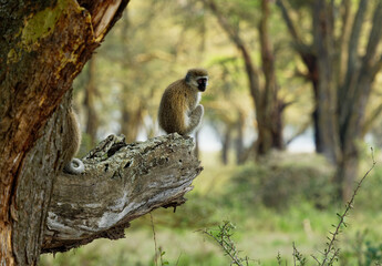 Vervet Monkey - Chlorocebus pygerythrus - monkey of Cercopithecidae native to Africa, similar to...