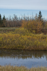 Obraz premium Pylypow Wetlands on a Cloudy Autumn Day