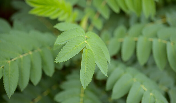 Flora of Gran Canaria -  pinnate leaves of Dendriopoterium pulidoi, plant endemic to the island 
and vulnerable species, natural macro floral background

