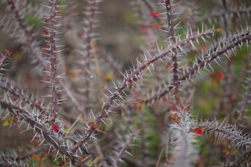 Euphorbia milii, the crown of thorns, spiny stems natural macro floral background
