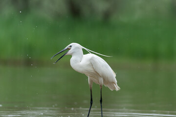 The little egret (Egretta garzetta)