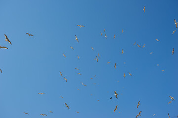 Flock of gulls on a blue sky