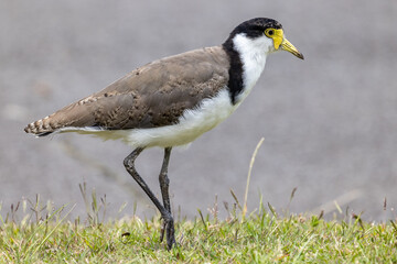 Close up of Australian Masked Lapwing