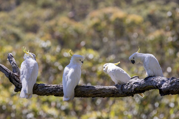 Australian Sulphur-crested Cockatoo's perched in tree