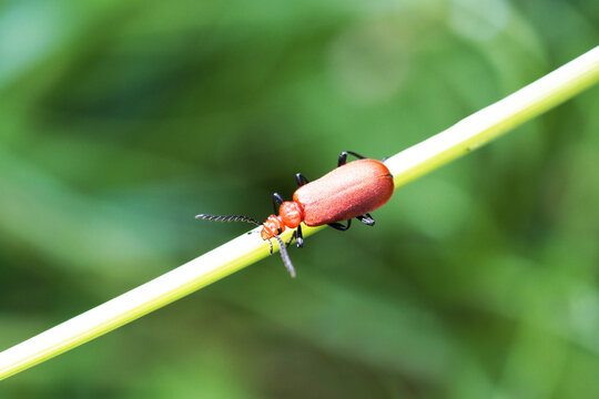 Macro shot of a red fire beetle on a blade of grass against a blurred background