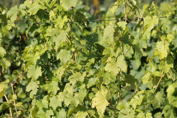 Green foliage of grape vine