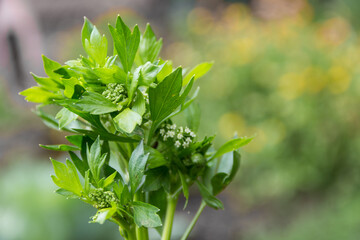 small white flowers of the celery in the garden in spring