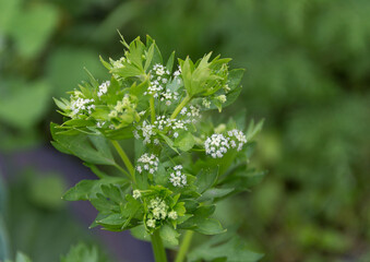 small white flowers of the celery in the garden in spring
