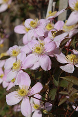 Clematis montana sur une palissade en bois	