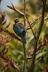 New Zealand native Tui on a flax flower stalk