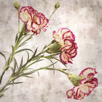 square stylish old textured paper background with cream and dark red carnation flower 