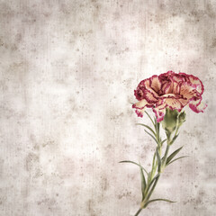 square stylish old textured paper background with cream and dark red carnation flower 