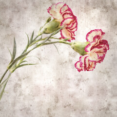 square stylish old textured paper background with cream and dark red carnation flower 