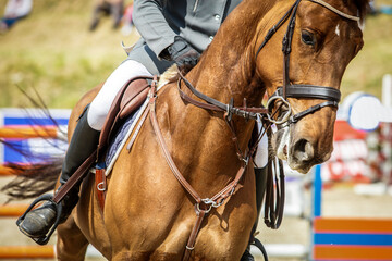 Horse Jumping, Equestrian Sports, Show Jumping themed photo.