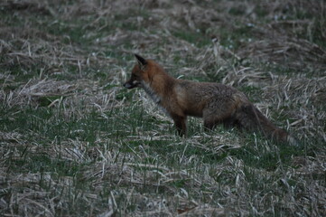 The red fox was hunting in the morning in the meadow. Sneaking up and jumping on the victim.