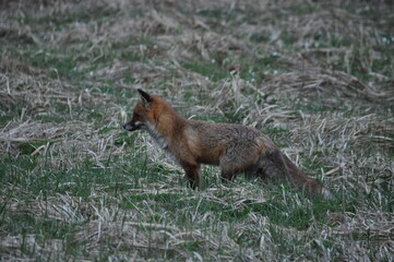 Naklejka na ściany i meble The red fox was hunting in the morning in the meadow. Sneaking up and jumping on the victim.