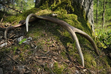 Deer antlers lost by a bull deep in the forest. Sharp shining arrowheads in the undergrowth.