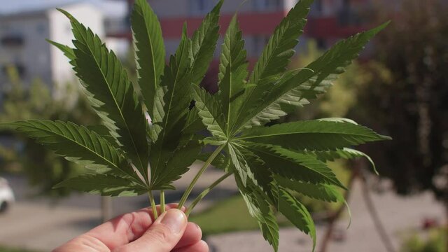Recreational cannabis leaves in hand close-up. To legalize hemp products to create a legal framework around the production, distribution, sale.