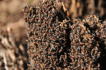 Red ants on an anthill in the woods basking in the spring sun after a long snowy winter.