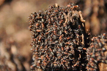 Red ants on an anthill in the woods basking in the spring sun after a long snowy winter.