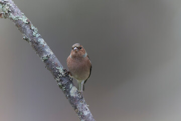 Common Chaffinch Fringilla coelebs perching on twig in autumnal atmosphere