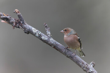 Common Chaffinch Fringilla coelebs perching on twig in autumnal atmosphere