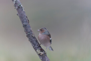Common Chaffinch Fringilla coelebs perching on twig in autumnal atmosphere