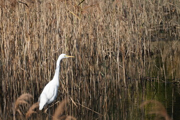 egret in the forest