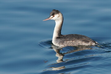 great crested grebe in the sea