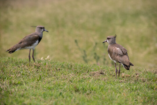 Pareja de teros 