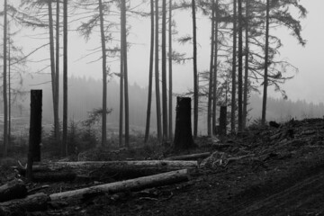 Winter Märchen harter Wald bei Nebel im Herbst oder Winter