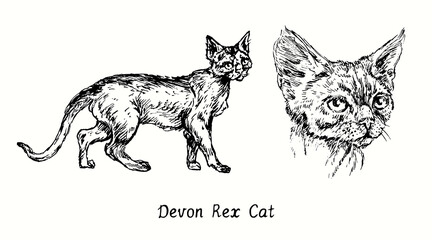 Devon Rex Cat collection, head front view and standing side view. Ink black and white doodle drawing in woodcut style