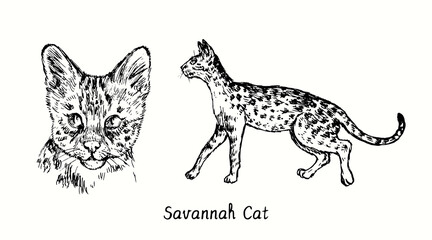 Savannah Cat collection, head front view and standing side view. Ink black and white doodle drawing in woodcut style