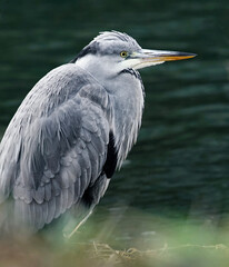 Graureiher in einer Nahaufnahme, Tierportrait eines großen Reiher Vogels, Ardea cinerea