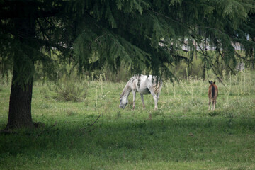 Caballo blanco con su  potrillo